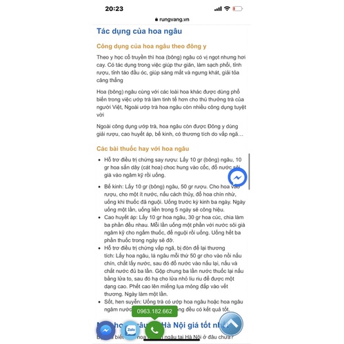 Cây hoa ngâu giống, rễ mạnh