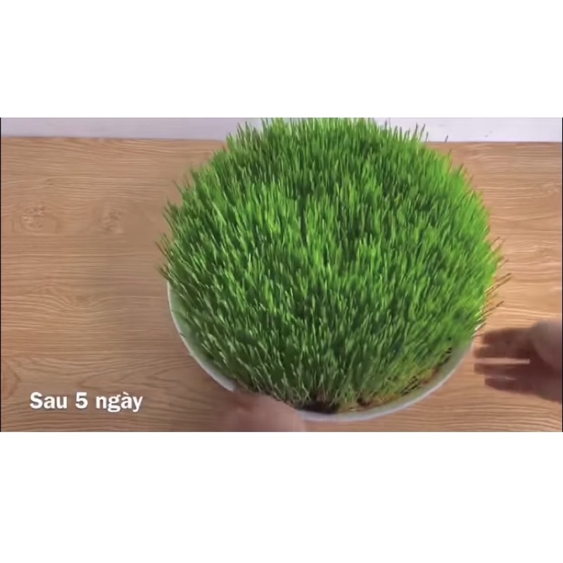 1kg Hạt mạch Úc (hạt giống cỏ lúa mỳ)