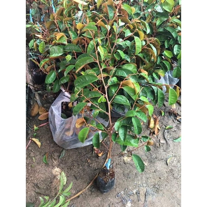 CÂY GIỐNG VÚ SỮA MICA