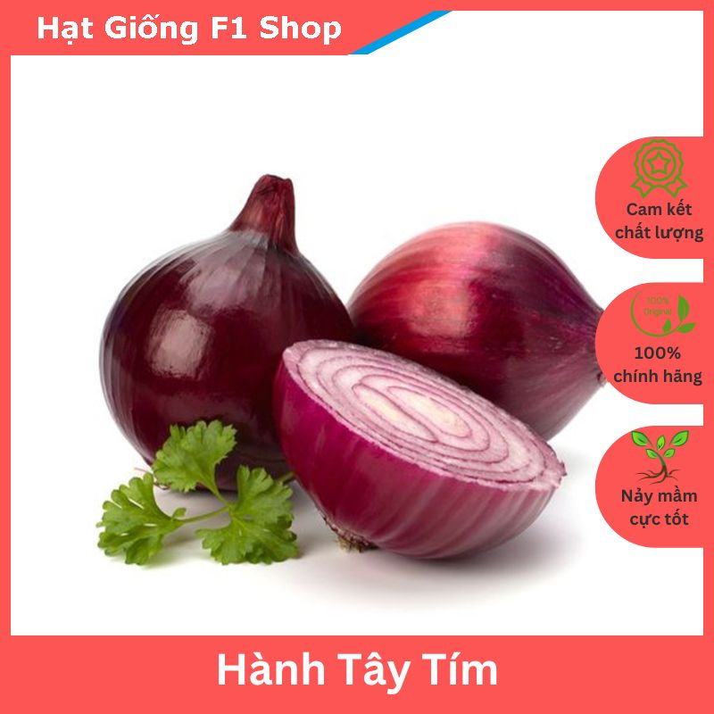 Hạt Giống Hành Tây Tím Chắc Thịt (115.F1)