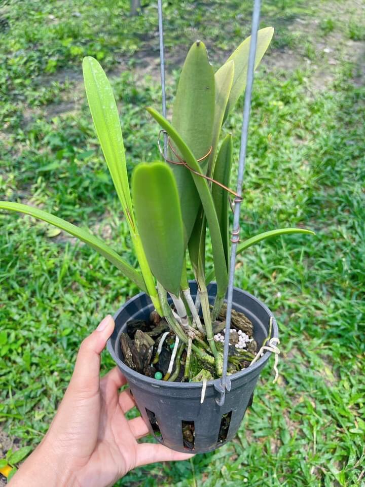Hoa lan brass sưu tầm