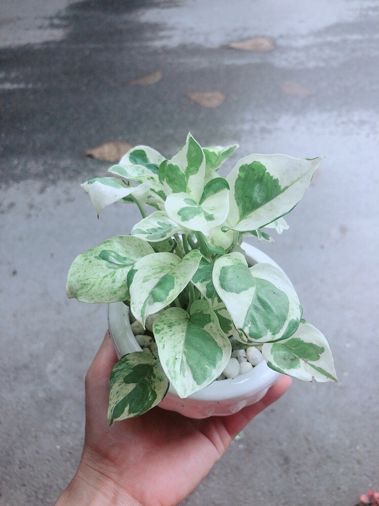 Chậu Trầu Bà Sữa