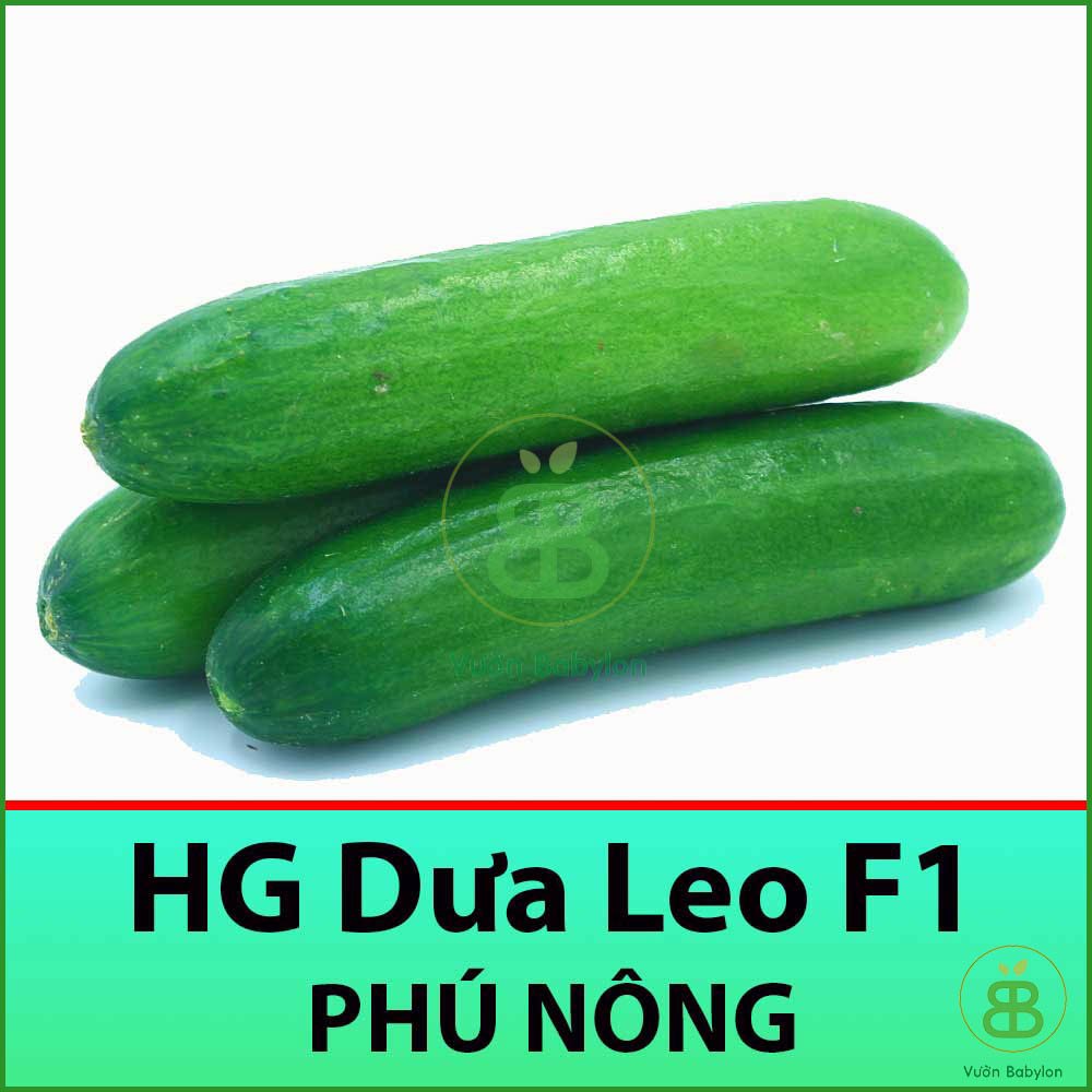 Hạt Giống Dưa Leo F1 Qủa To, Giòn Ngọt