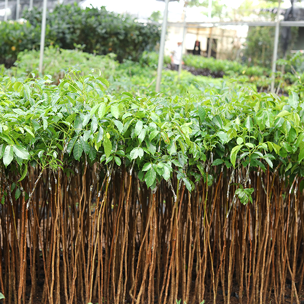 cây dổi giống chuẩn