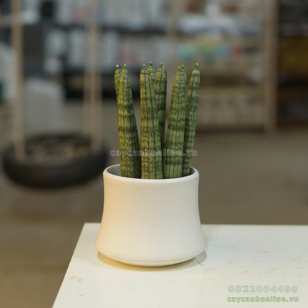 Chậu đốt trúc trồng cây cảnh để bàn cây mini