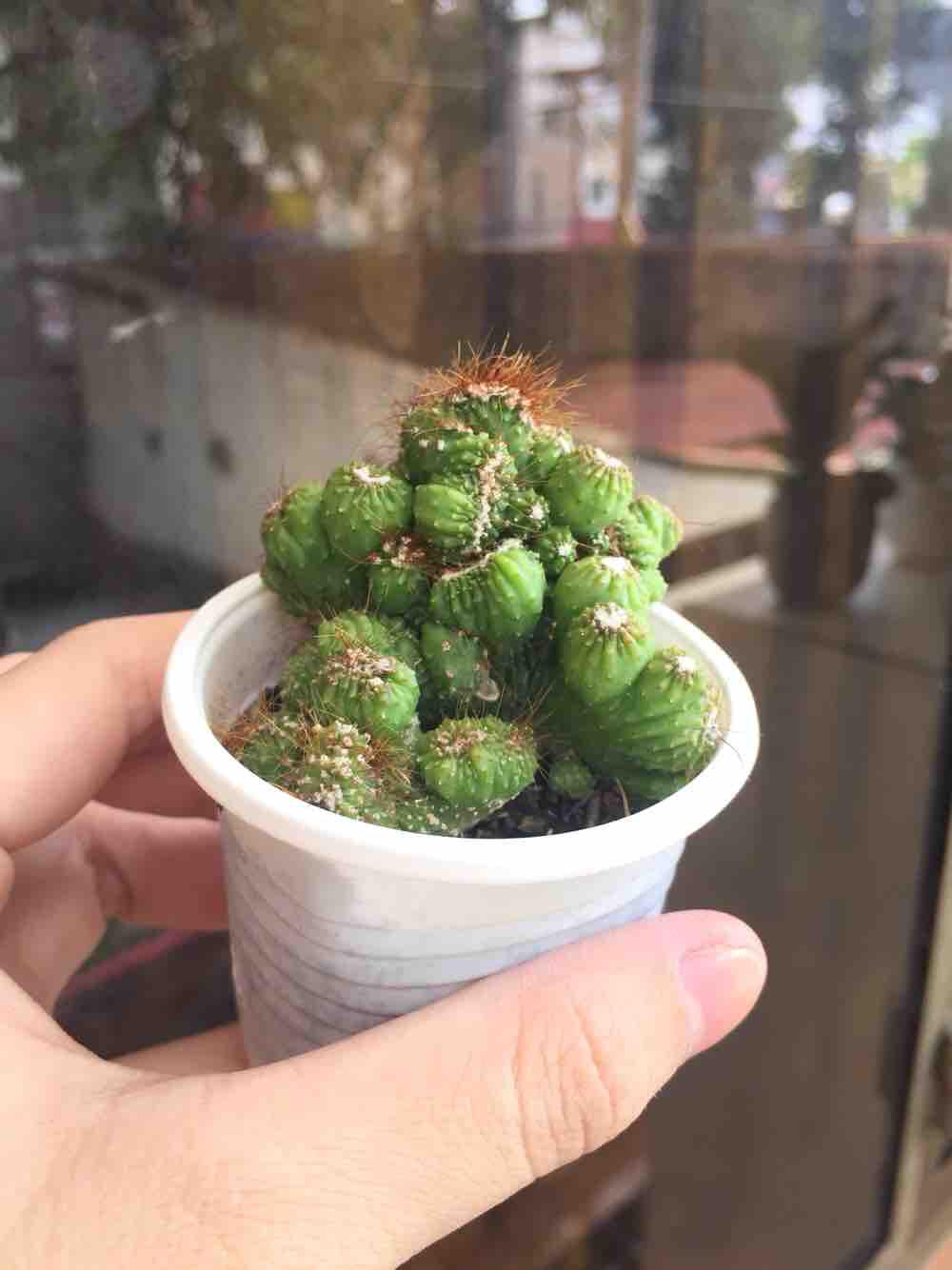 Xương rồng óc khỉ
