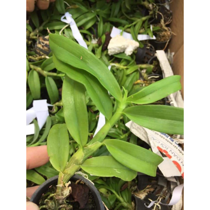 Hoa Lan Trầm Vàng Giống Hoa Thơm