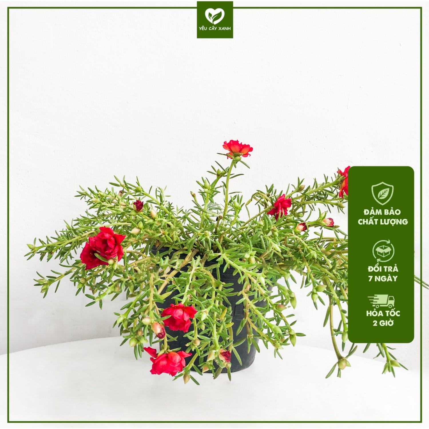 Cây Hoa Mười Giờ Thái mix nhiều màu [CHỈ GIAO HỎA TỐC HCM]