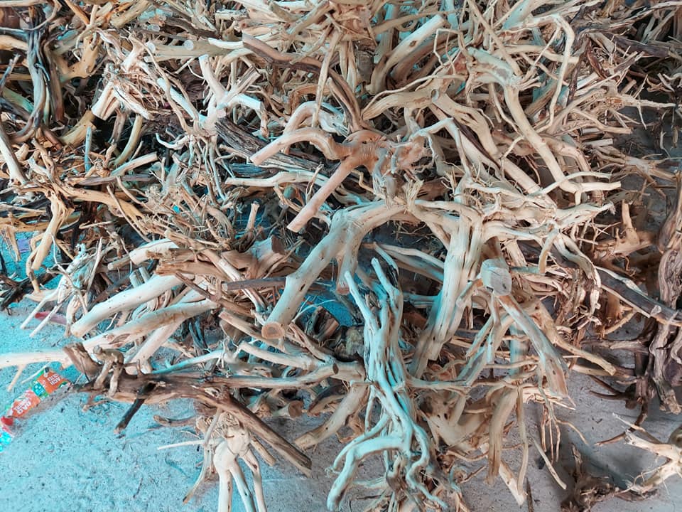 Lũa thuỷ sinh - lũa hải sa quỳ