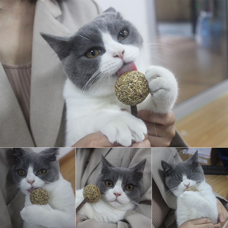 Que Kẹo Cỏ Bạc Hà - Que Catnip Cho Mèo - [Nông Trại Thú Cưng]