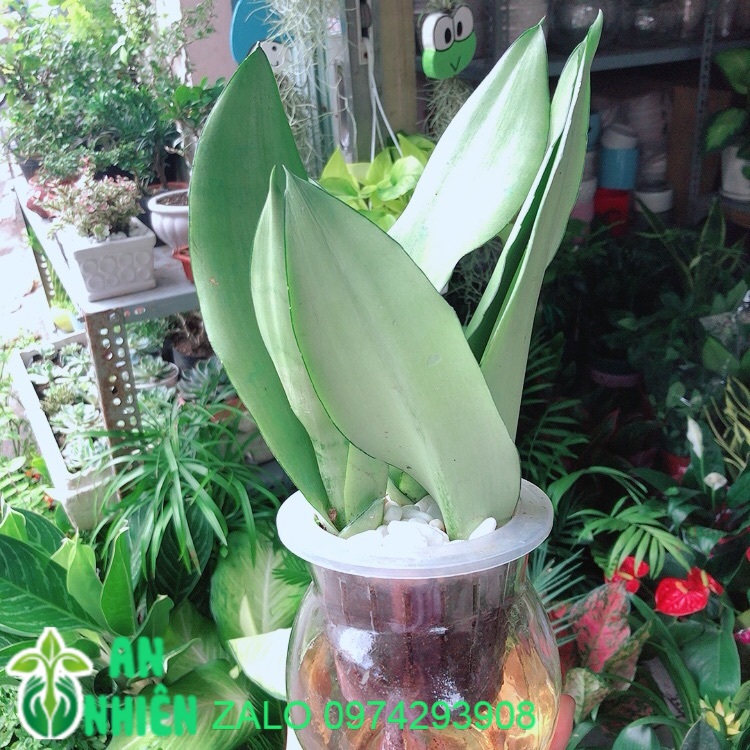 Chậu lưỡi hổ bạc thuỷ canh