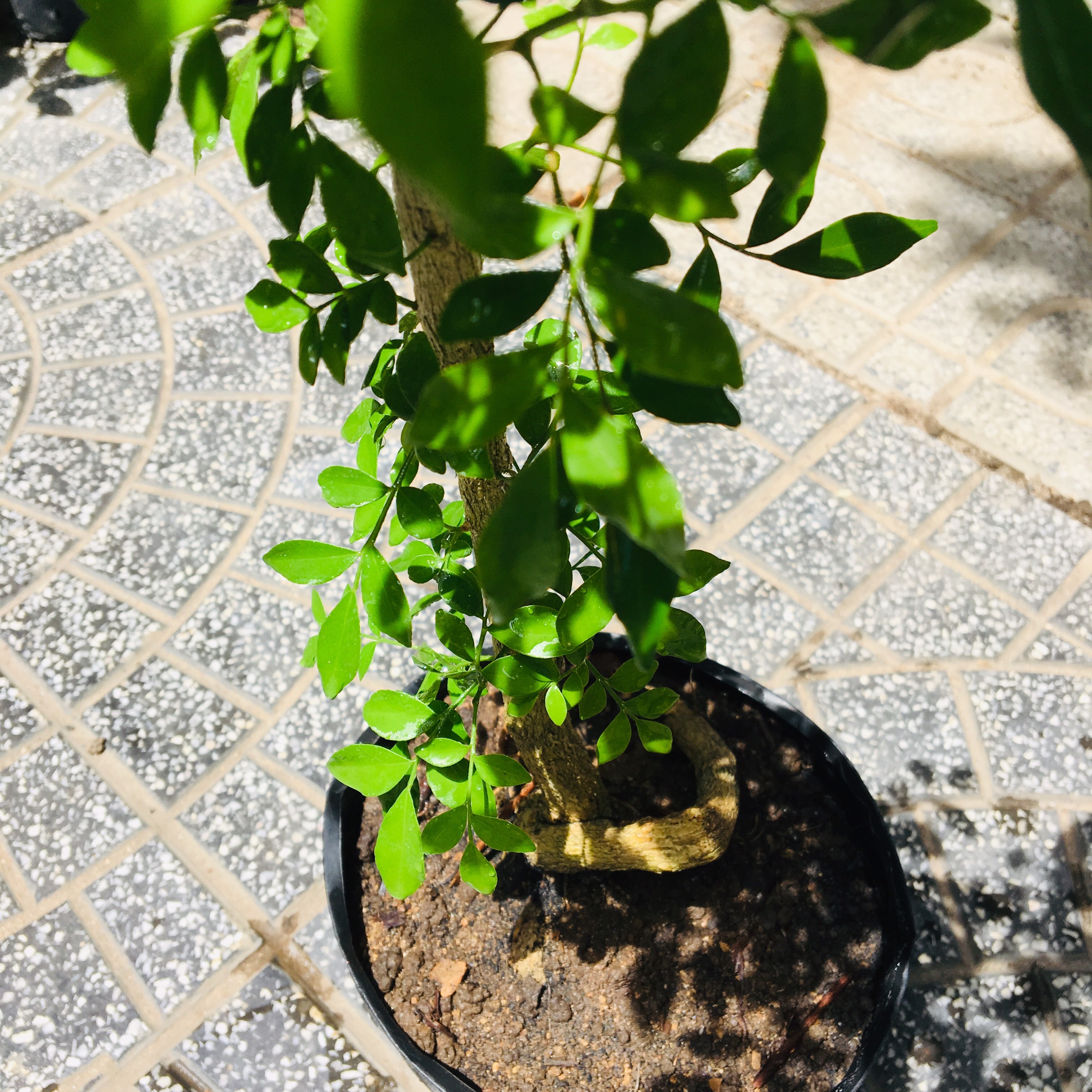 CÂY NGUYỆT QUẾ BONSAI MINI