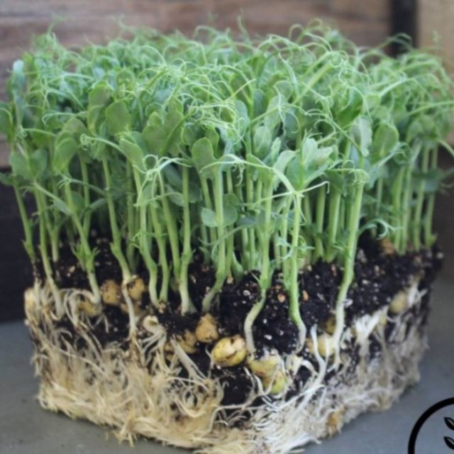 Hạt Giống Rau mầm đậu Hà Lan - Gói 20gram