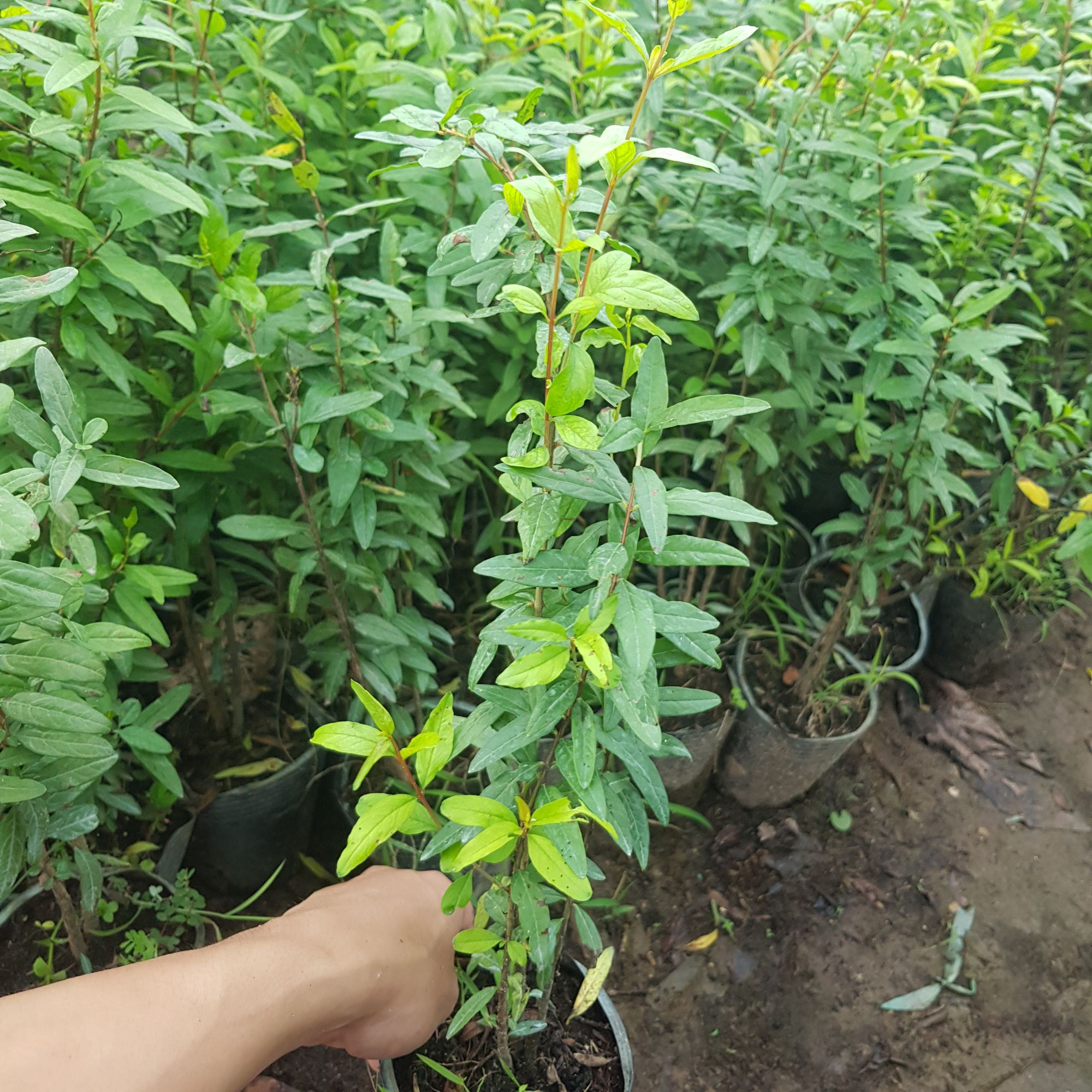 Cây giống lựu đỏ siêu quả
