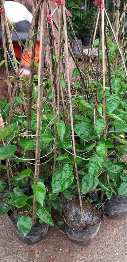 Cây giống Hoa Thiên Lý