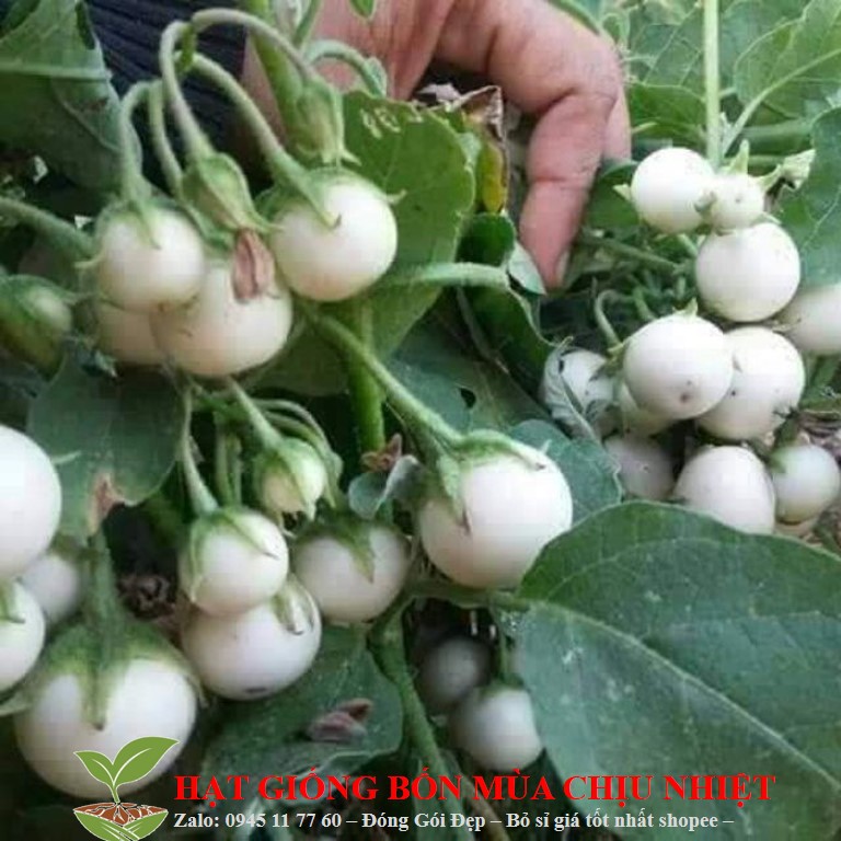 MJ77 GÓI 50 Hạt Giống Cà Pháo Cao Sản (Solanum macrocarpon)