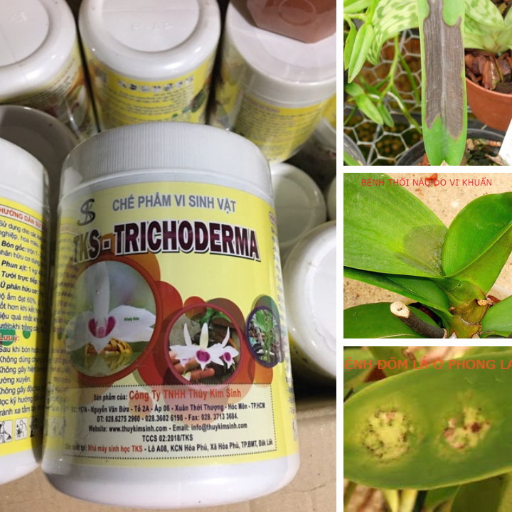 [LON 1Kg] TRICHODERMA HOA LAN Đối Kháng Nấm Bệnh - Bột Hòa Tan