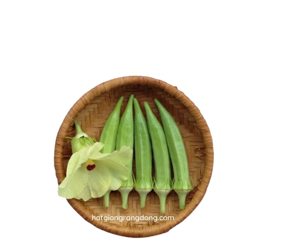 Hạt giống đậu bắp rado 60 rạng đông gói 20gram