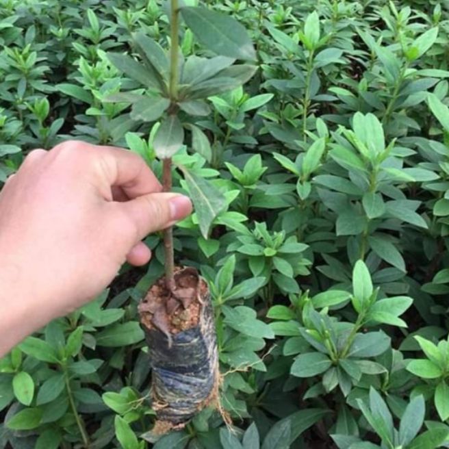 combo 10 cây giống hoa đỗ quyên