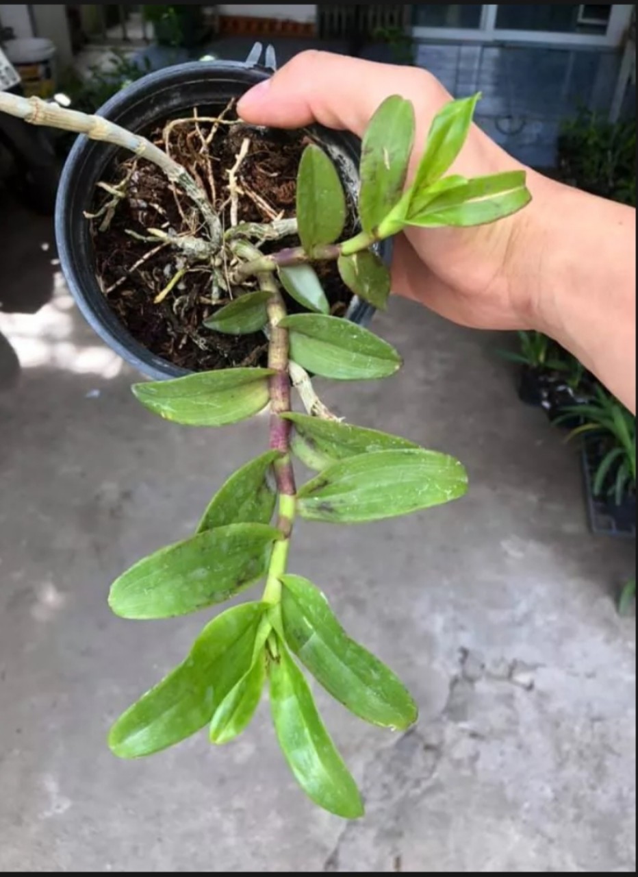 Cây giống hoa lan Bệt Mắt Cua