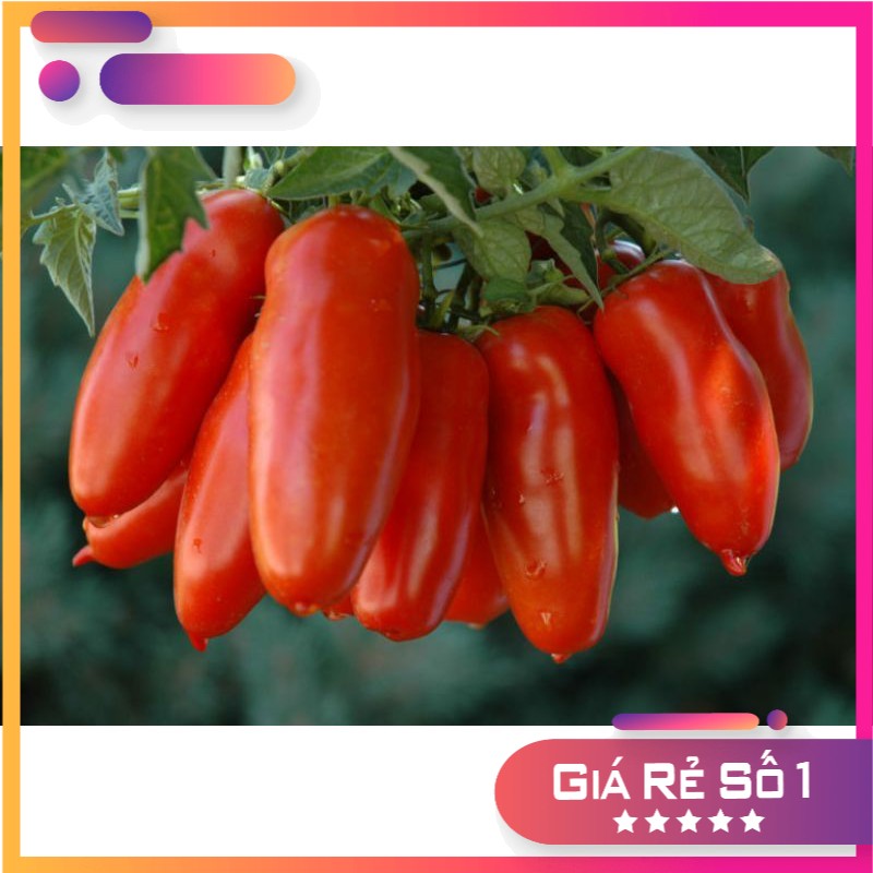 [ Siêu Hạt Giống ] (NK Mỹ) Hạt giống cà chua chuối đỏ F1 - 10 hạt