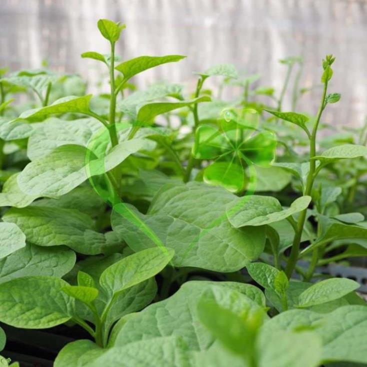 Hạt giống mồng tơi xanh - gói 20 gram