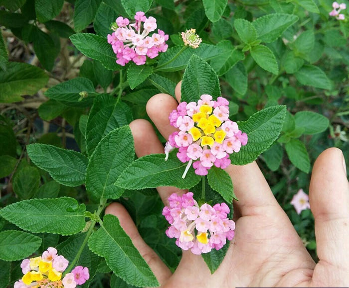 COM BO 4 CÂY HOA NGŨ SẮC RỦ GIỐNG