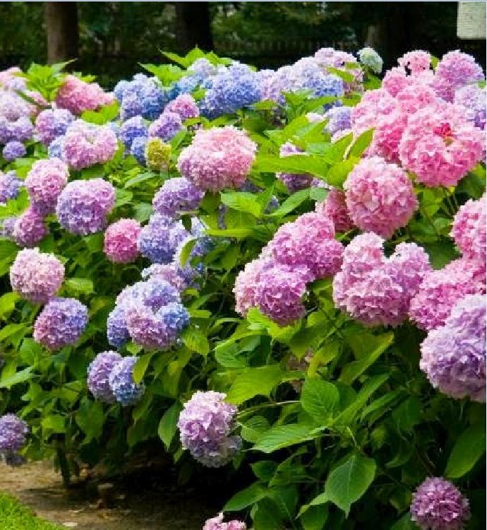Mixed Color Hydrangea Seeds - 10 Seeds/Package