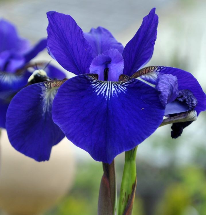 "Gói 10 "Hạt giống hoa Diên vĩ Xanh (Iris Xanh ) [Seeds]