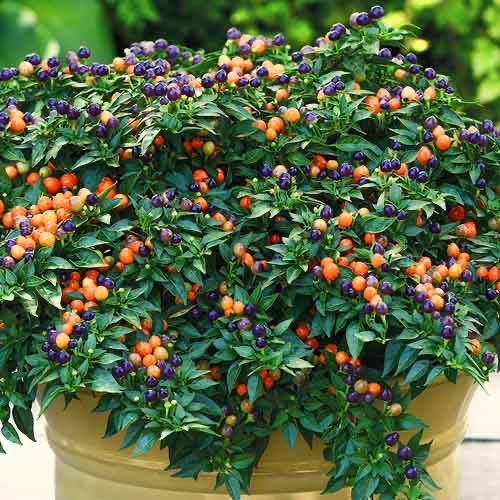 Hạt giống Ớt siêu cay charapita