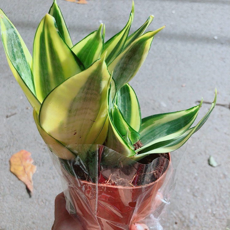 Lưỡi hổ thái vàng