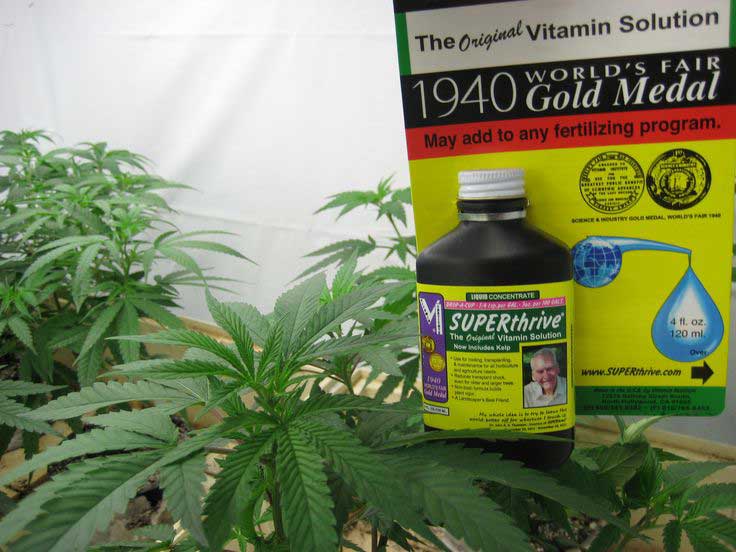 Superthrive 60ml 100% từ MỸ có mùi có siêu đặc trưng của superthrive bổ sung 50 hoóc-môn nhằm phá vỡ sự chậm phát triển của cây giúp cây phát triển rễ và chồi nhỏ