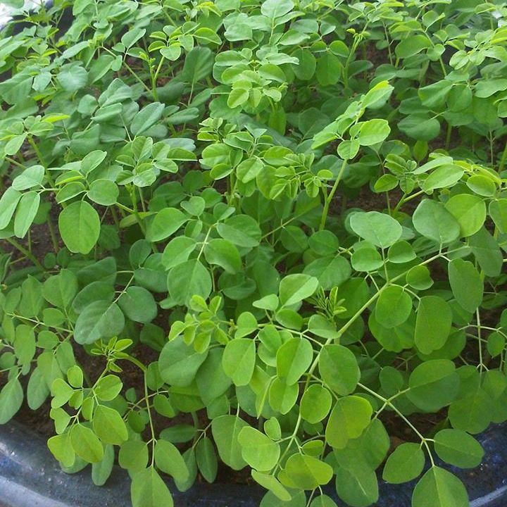 Hạt Giống Chum Ngây (2gr)