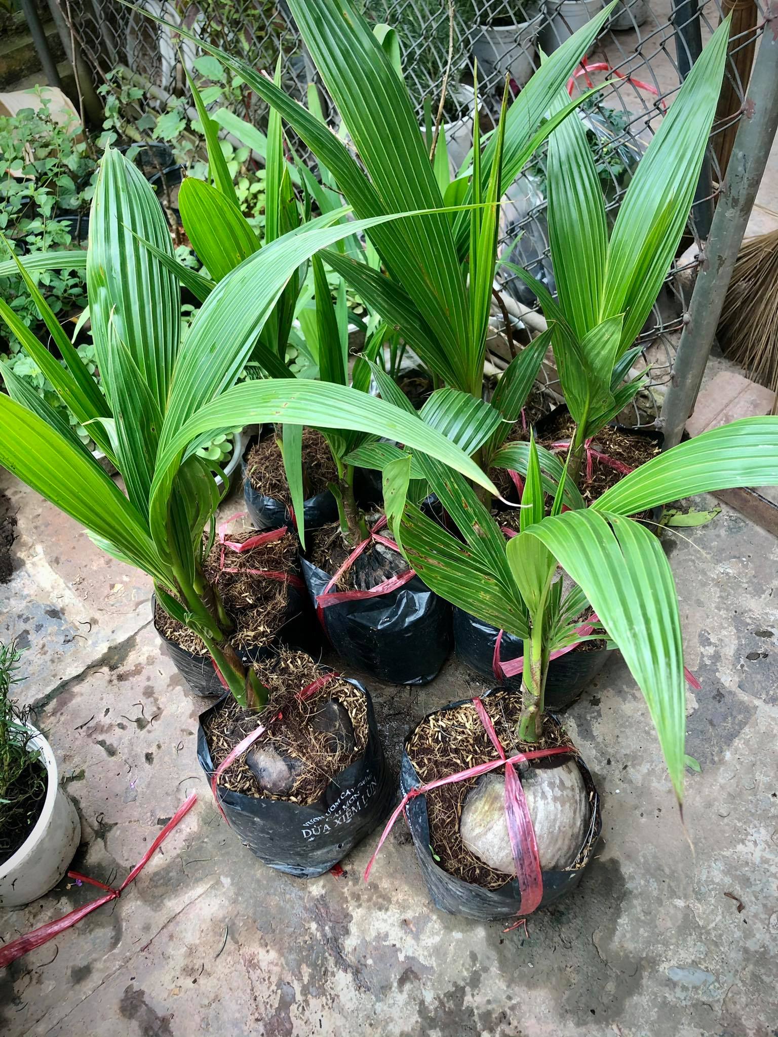 Cây dừa xiêm lùn xanh (ảnh thật)