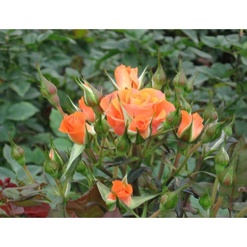 Chậu Cây Hoa Hồng Tỉ Muội Siêu Đẹp