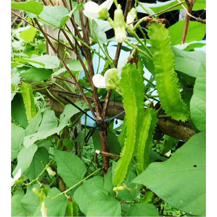 Hạt Giống Đậu Rồng Tứ Quý (20gr)