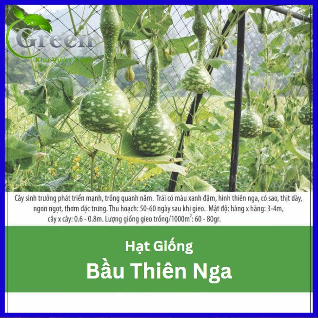 Hạt Giống Bầu Thiên Nga
