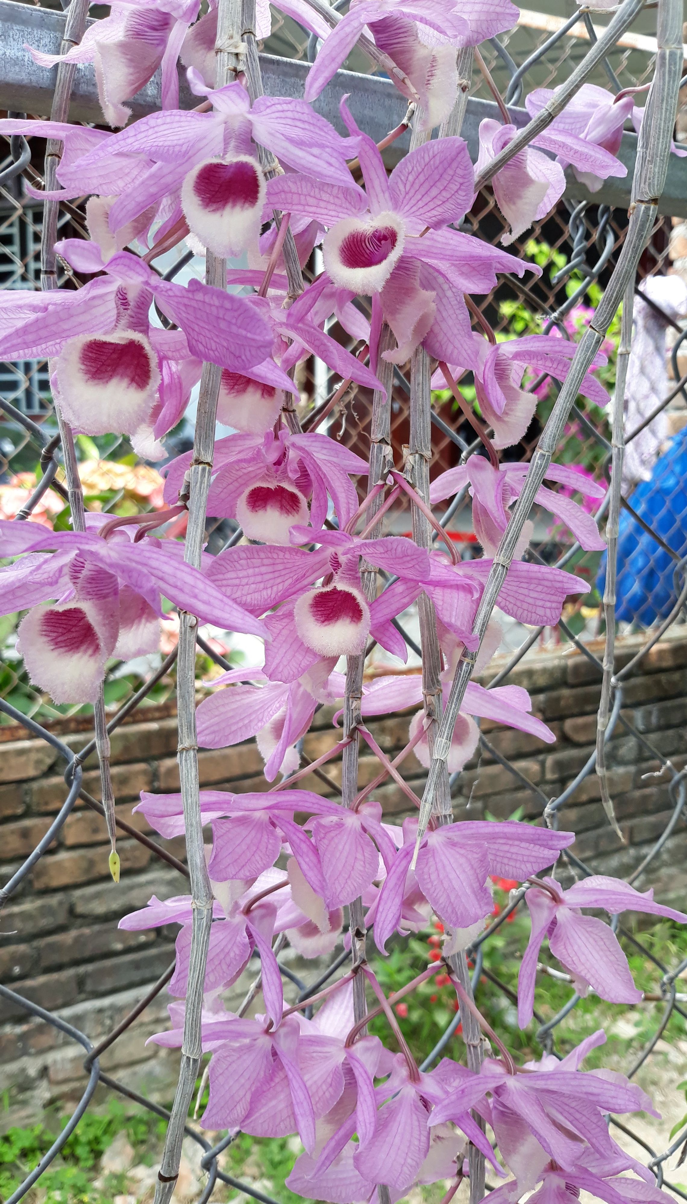 Giả hạc pháp ghép bảng dớn kie năm 2, 9-14 thân.