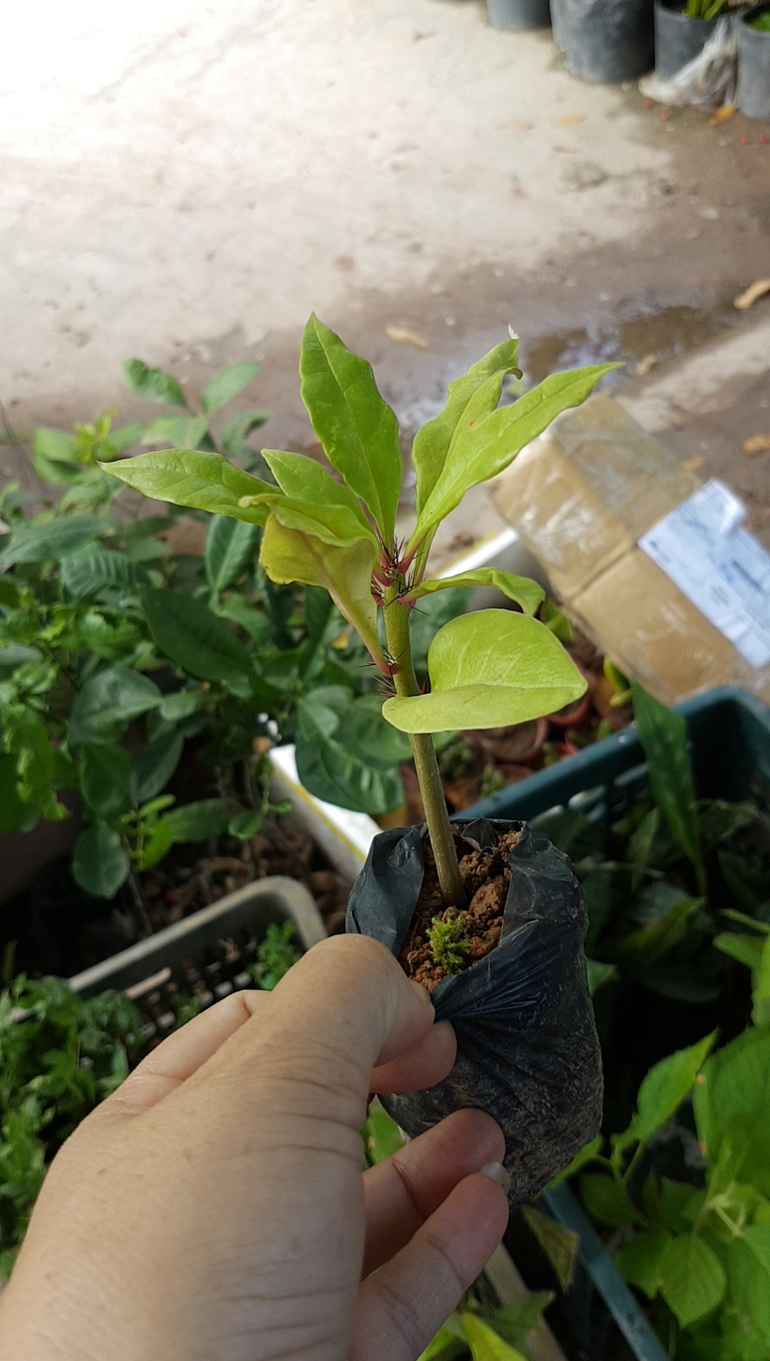 Xương rồng diệp long