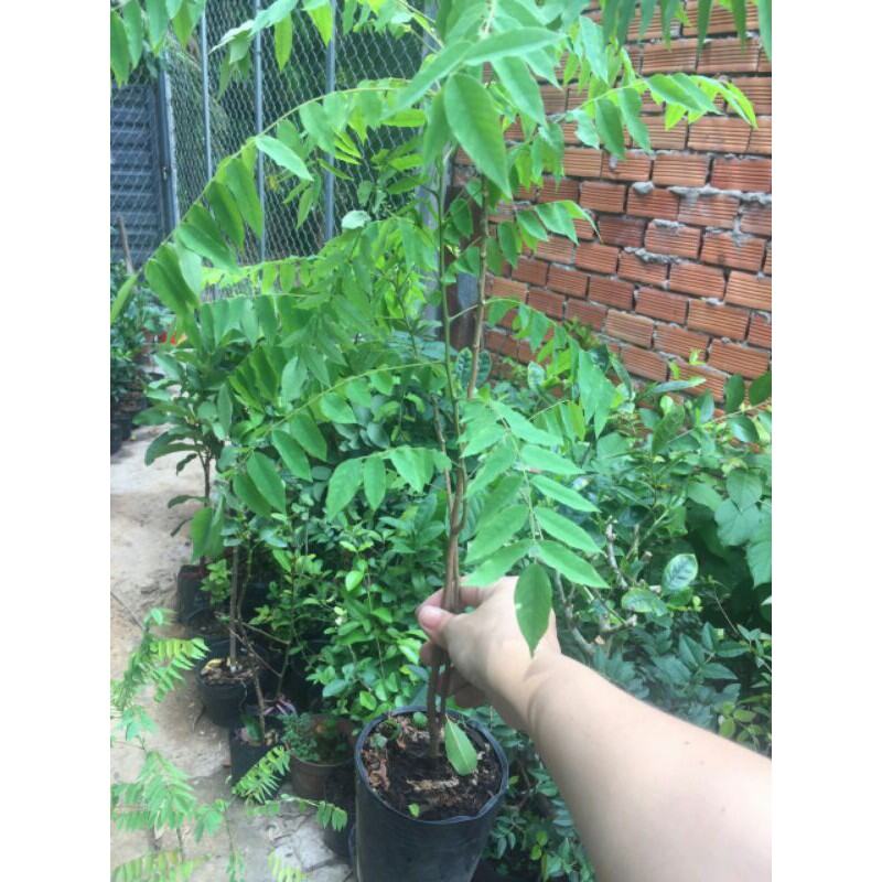 Cây Khế Tàu - Khế Tây - Khế kiểng ( mới )