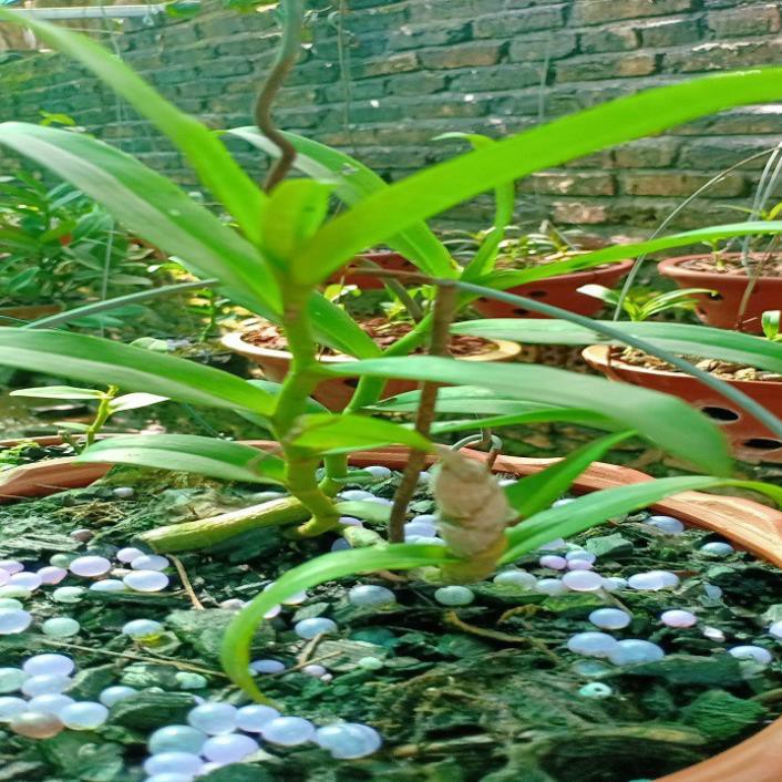 [FREESHIP - Xả Khô Máu] Hoa lan phi điệp - 5ct tiên sa( cao 20cm,rễ khỏe)