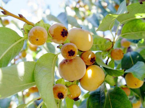 CÂY GIỐNG CÂY THỊ THƠM CÔ TẤM