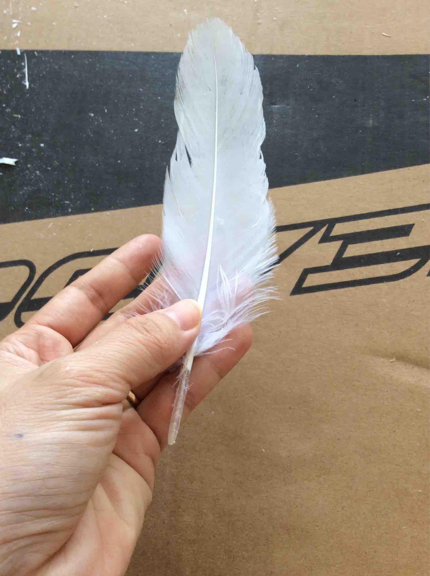 Lông vũ màu trắng 10 cái