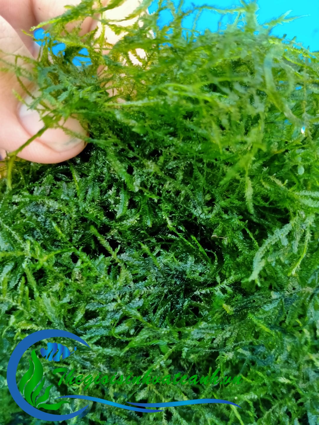 Rêu xmas ( 10 gram )( gắn được vỹ 10x10 )