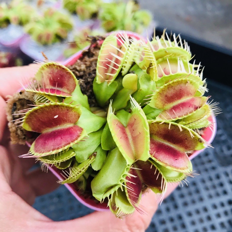 CÂY BẪY KẸP VENUS FLYTRAP ID BIGMOUTH SIZE BÉ LỖI 1 ĐỔI 1