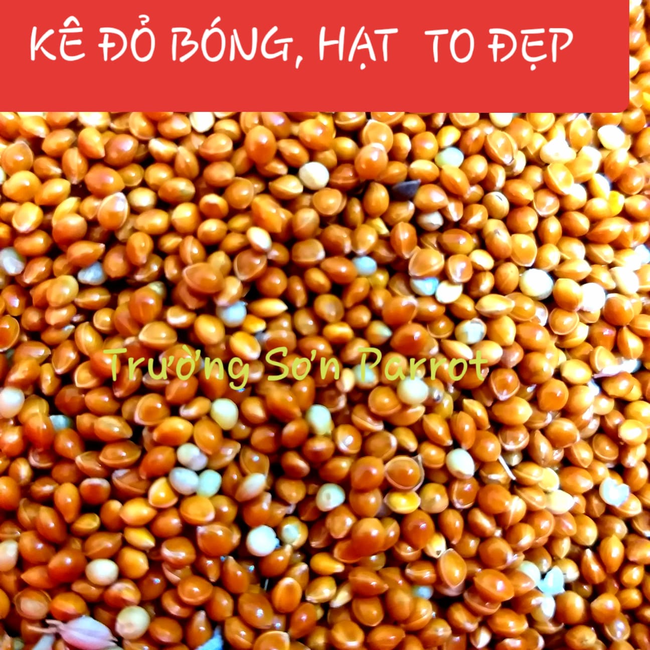 KÊ ĐỎ, KÊ VÀNG gói 500g
