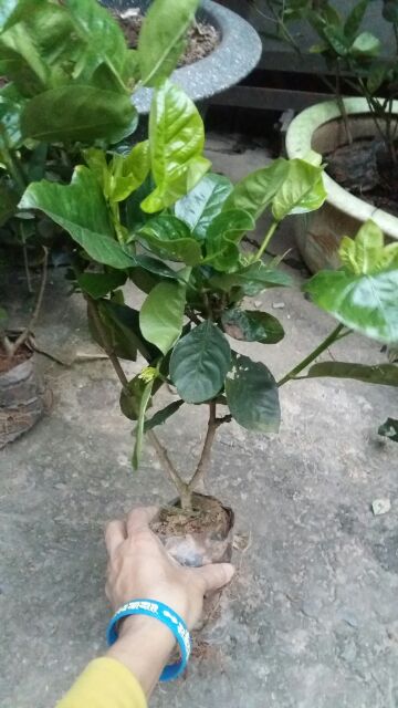 Cây Bạch Thiên Hương
