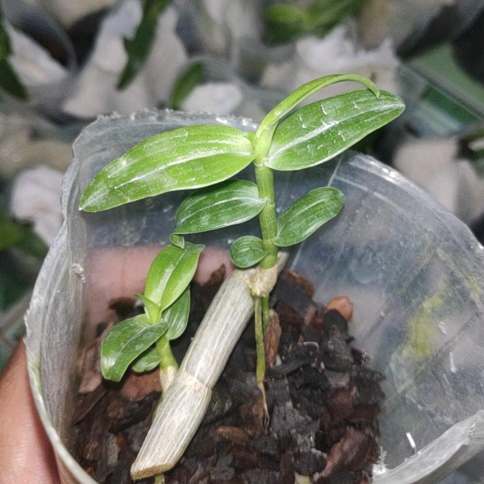 3 Cốc Giả Hạc ươm kie hoa xổ số