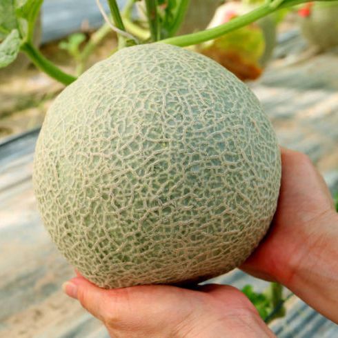 Green Cantaloupe Seeds (Rado 173) 10 seeds package