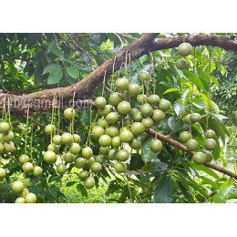 Cây dâu da xanh giống, từ 20-69 cm